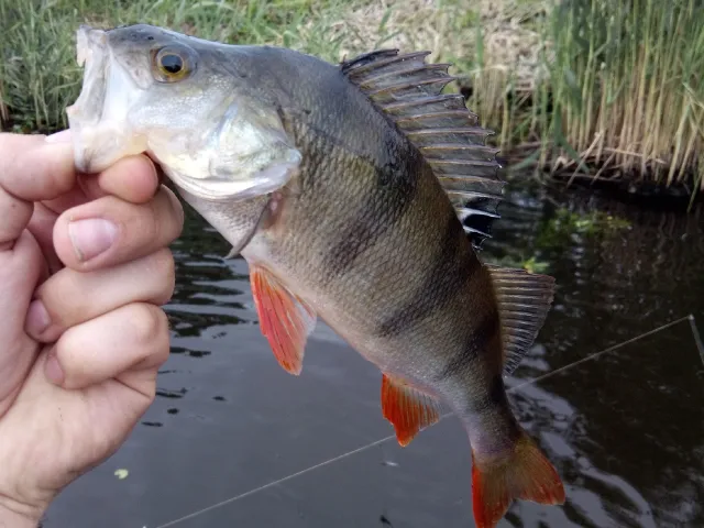 Flussbarsch