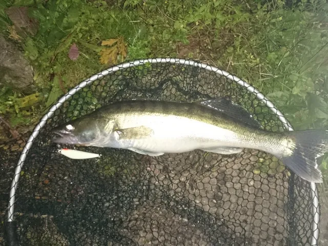Zander