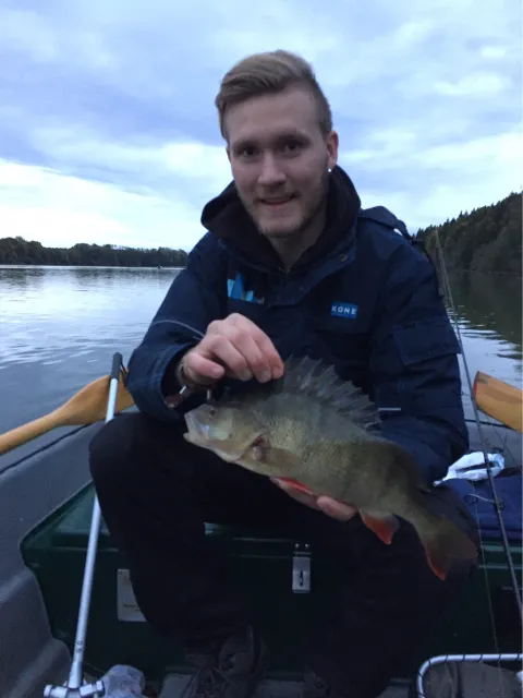 Flussbarsch