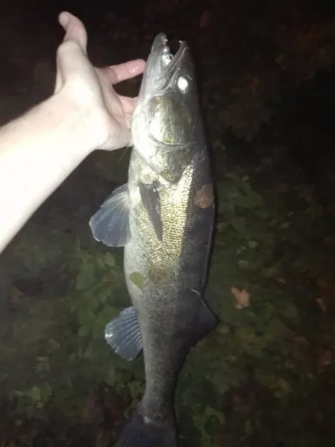 Zander