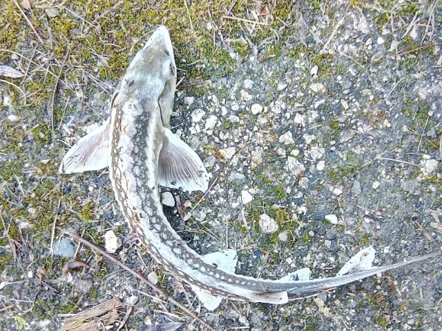 Stör