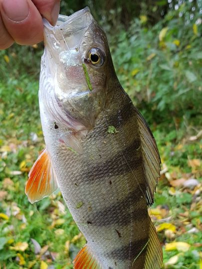 Flussbarsch