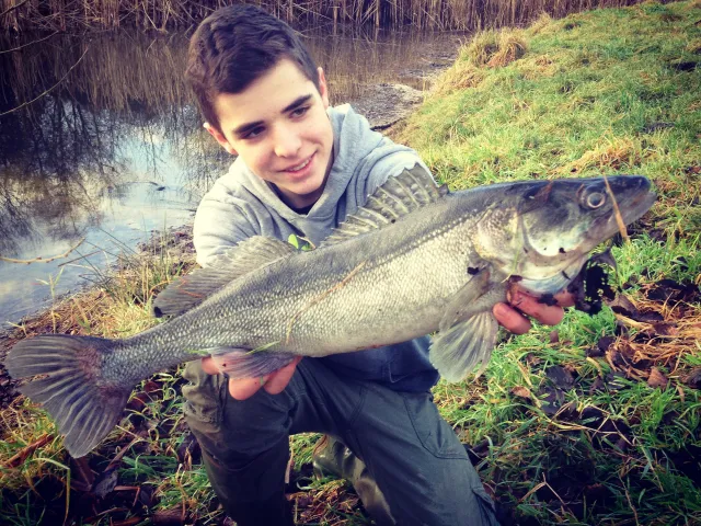 Zander
