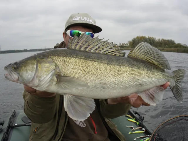 Zander
