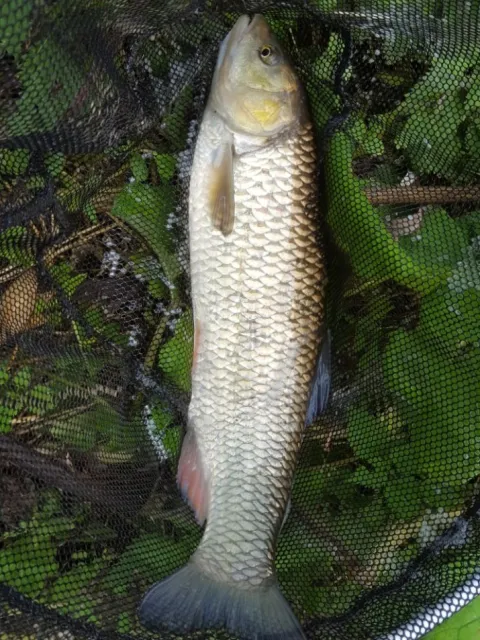 Döbel