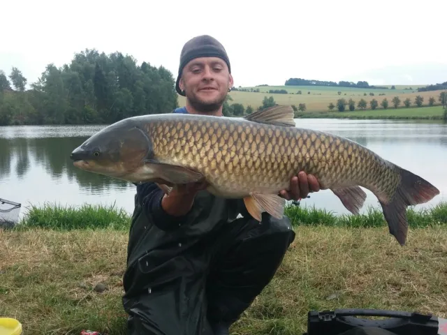 Graskarpfen