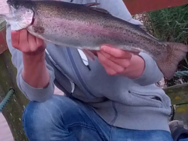 Regenbogenforelle