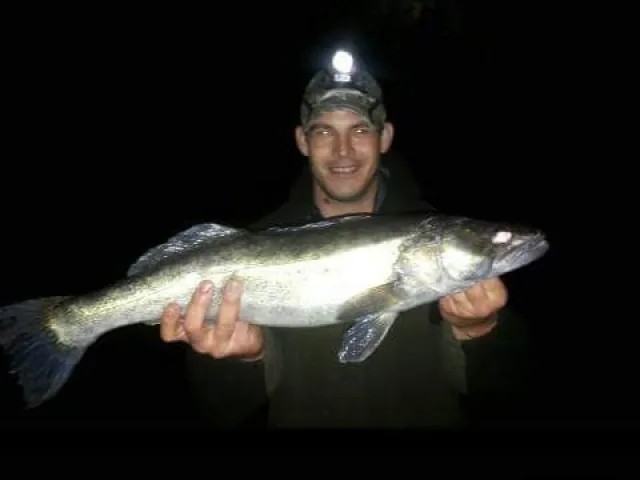 Zander