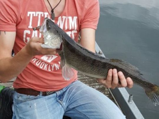 Zander