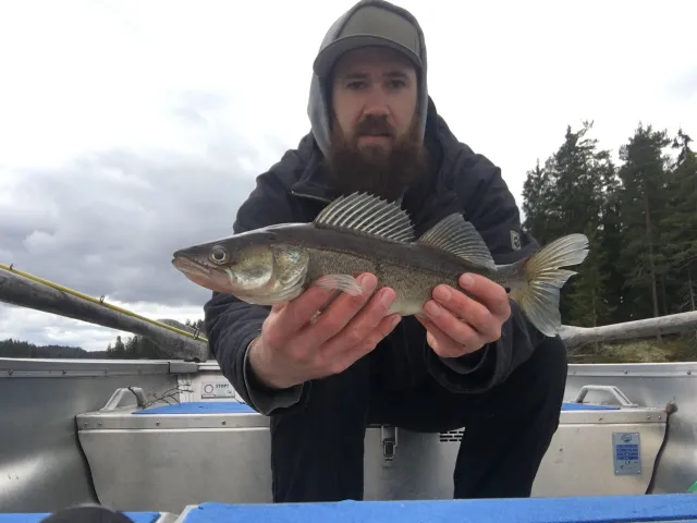 Zander