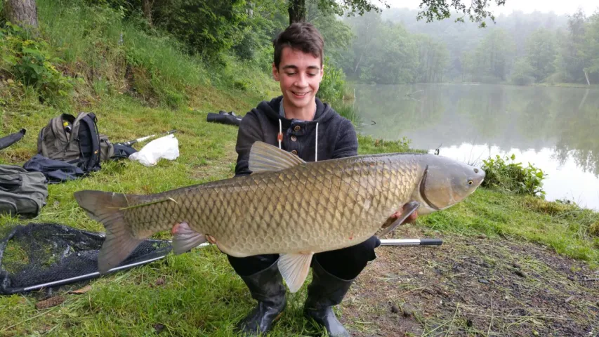 Graskarpfen