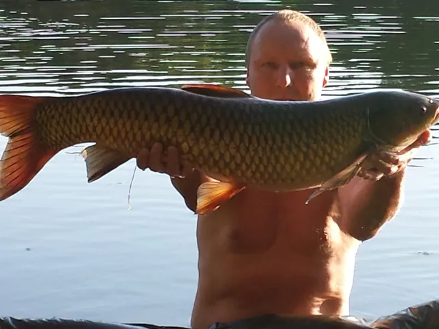 Graskarpfen