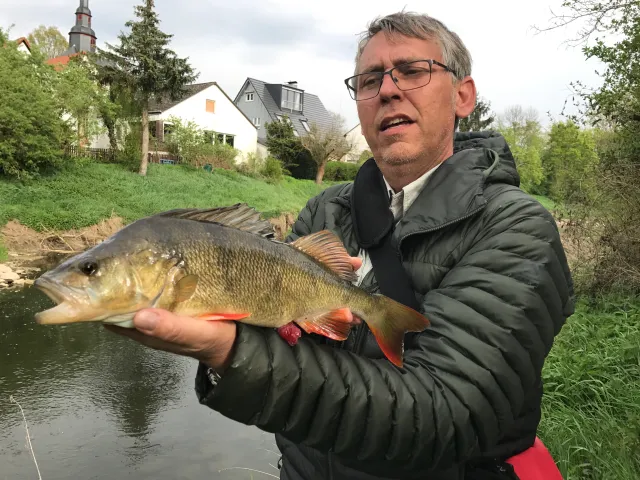 Flussbarsch