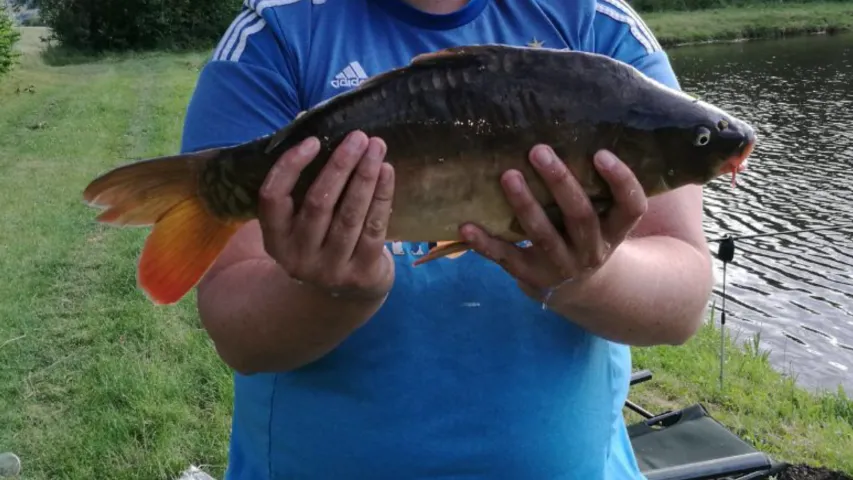 Karpfen