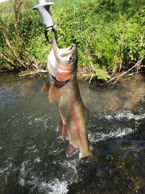 Regenbogenforelle