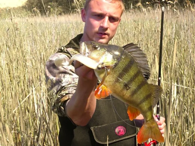 Flussbarsch