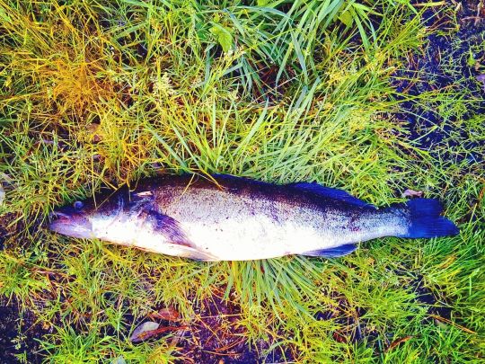 Zander