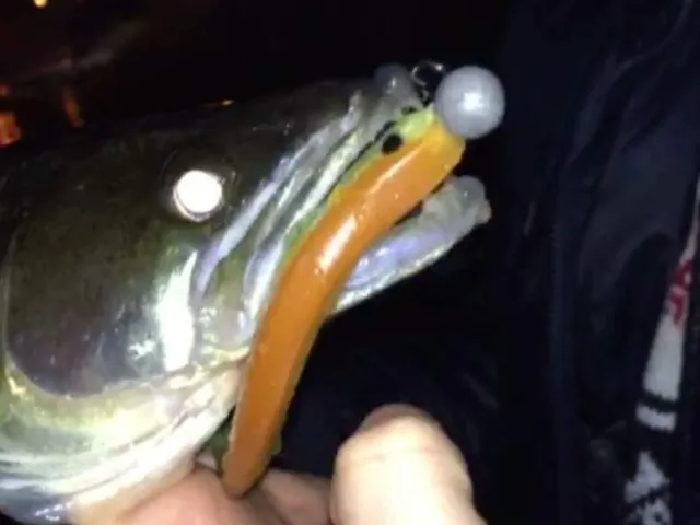 Zander