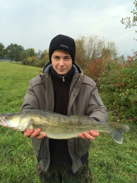 Zander