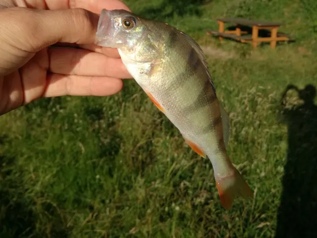 Flussbarsch