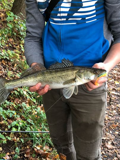 Zander