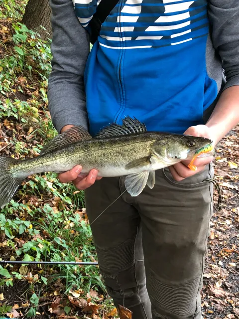 Zander