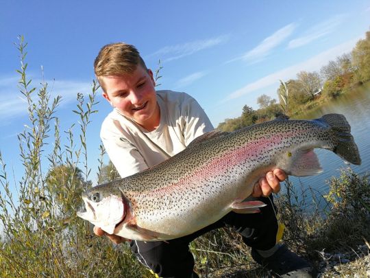Regenbogenforelle