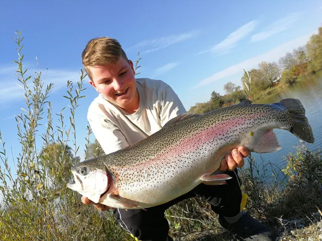 Regenbogenforelle