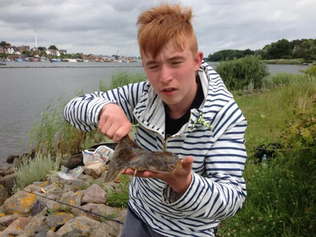 Scholle