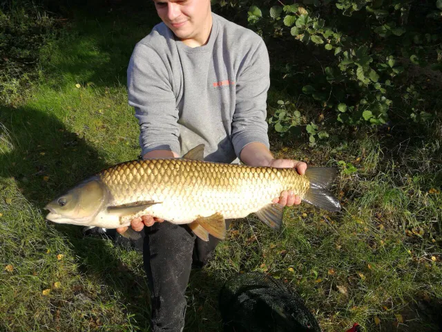 Graskarpfen
