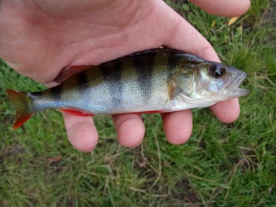 Flussbarsch