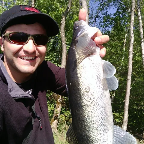Zander