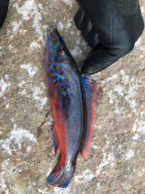 Lippfisch
