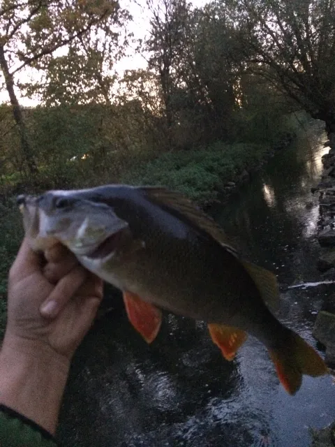 Flussbarsch