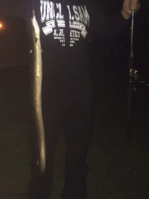 Aal