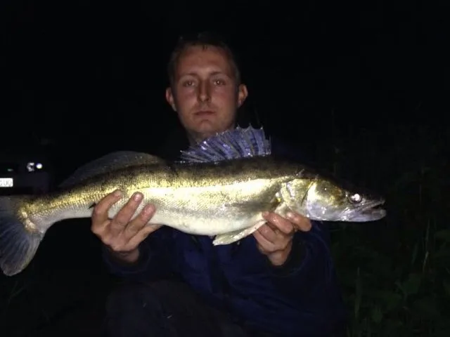 Zander