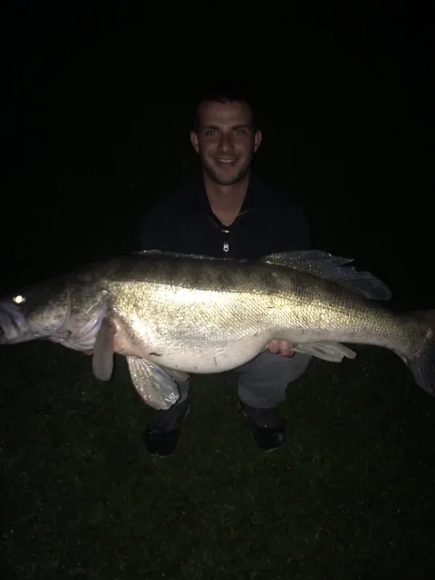 Zander