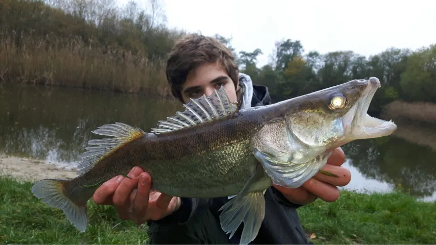 Zander
