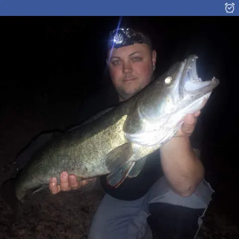 Zander