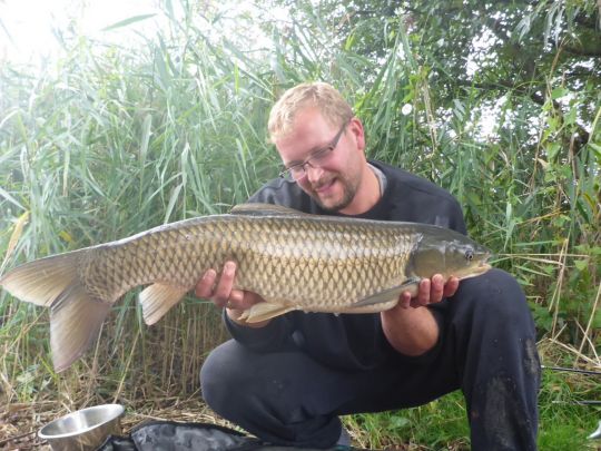 Graskarpfen