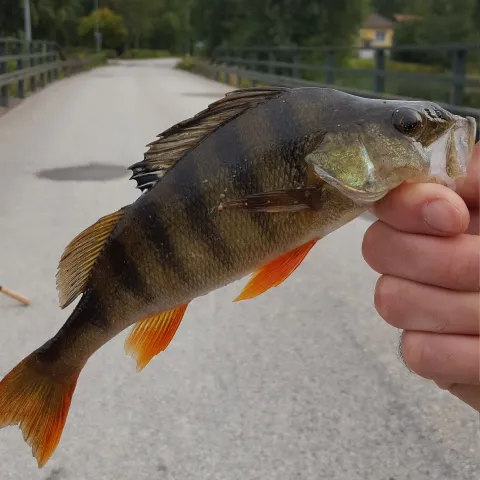 Flussbarsch
