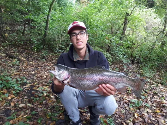 Regenbogenforelle