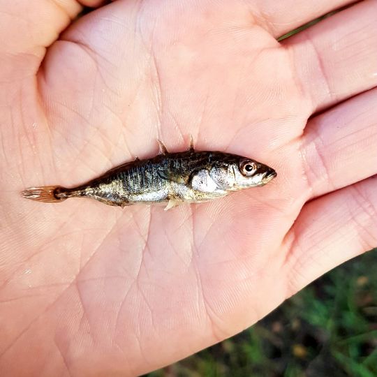 Dreistachliger Stichling