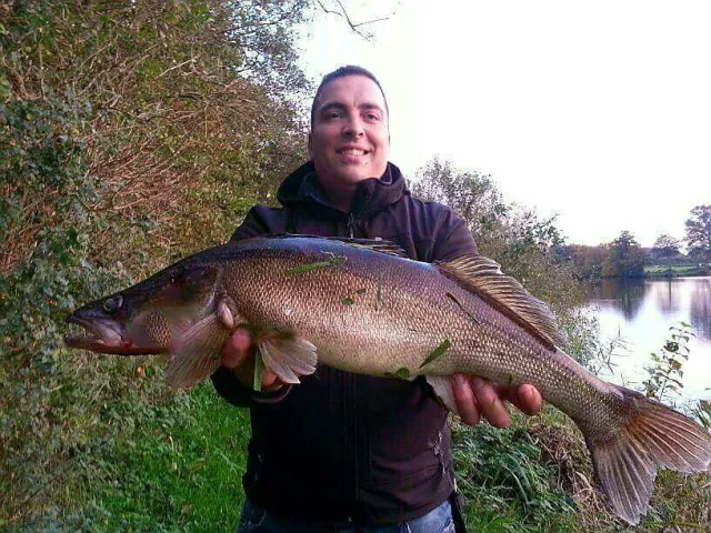 Zander