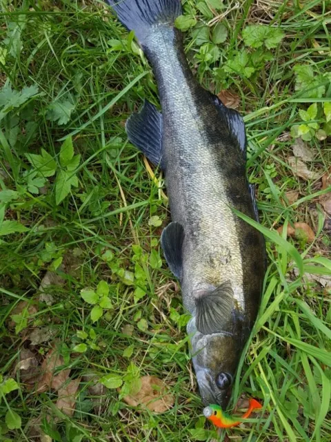 Zander