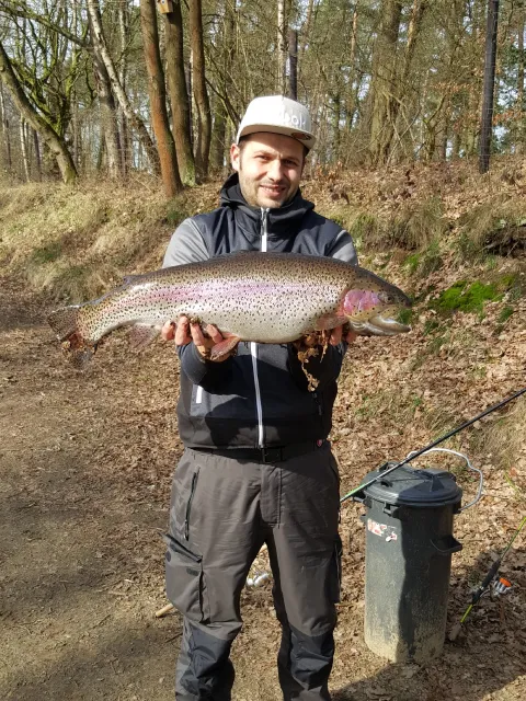 Regenbogenforelle