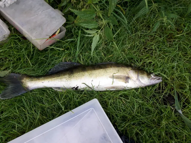 Zander