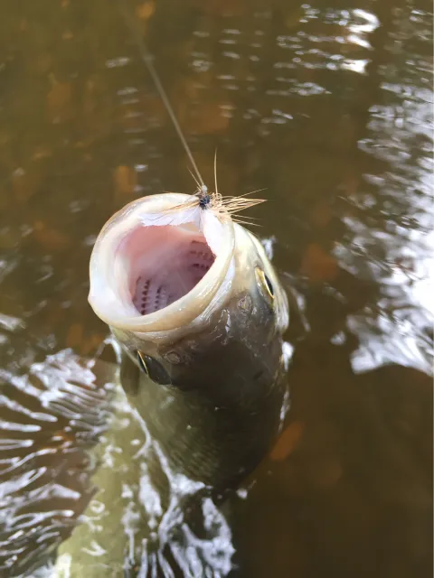 Döbel