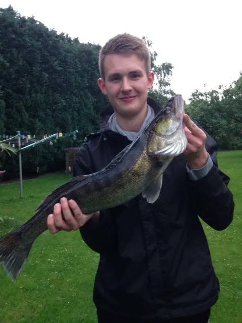 Zander