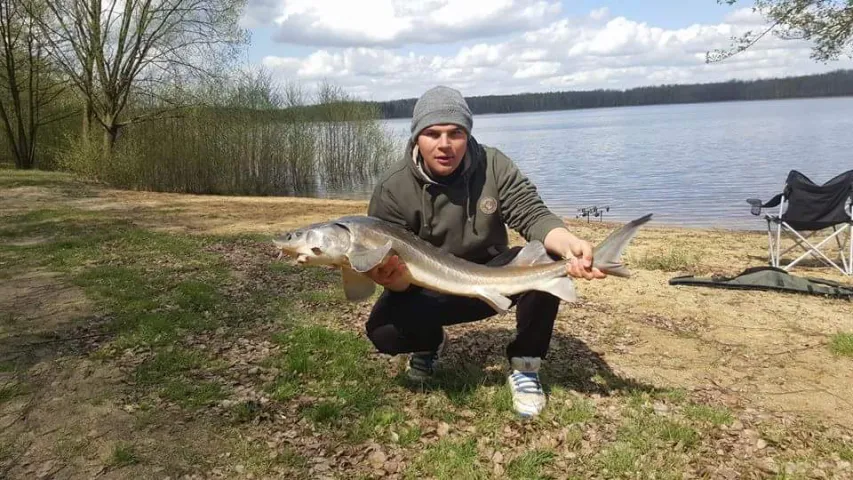 Stör